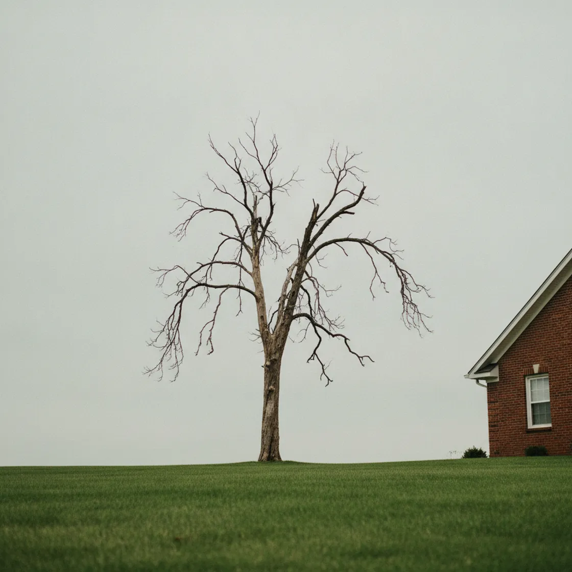 A leafless dead hardwood tree with brittle limbs standing beside a green suburban lawn